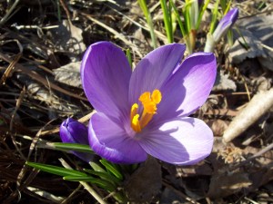 Photo copyright Glenda Mathes 2006