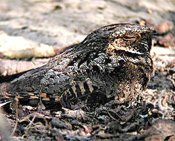 whippoorwill